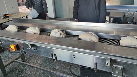 DXD-580W Frozen Chicken and Duck Packaging